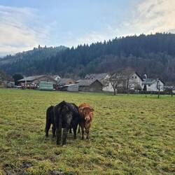 Echte Fründe stonn zusamme 😂😂😂 nah zusammen ist es wärmer ☝️