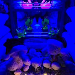 ... und sie 🦩🦩 dürfen nie fehlen 😂