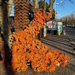 Noch eine Erdölpflanze 🙃