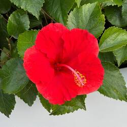 Hibiskus / Eibisch
