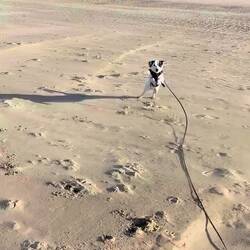 Mizzy außer Rand und Band