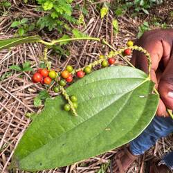 Pfeffer - rote Körner sind reif. Man lässt sie so oder werden getrocknet für schwarzen Pfeffer