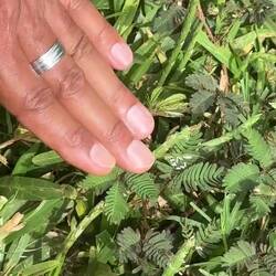 Zieht sich bei Berührung zusammen