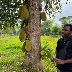 Jack Fruit