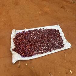 Muskatnüsse werden getrocknet