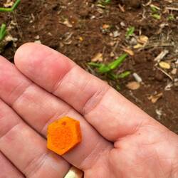 Kardamom - danach war meine Zunge gelb