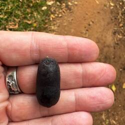 Überreife Nelke, nutzt man nur für die neue Saat