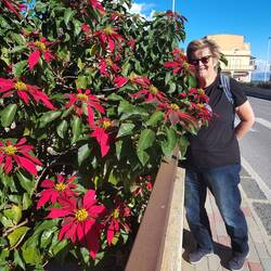 Gut 5 Meter Höhe misst dieser Weihnachtsstern-Baum, der bis auf die Brücke reicht.