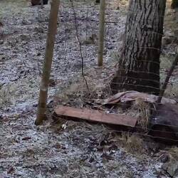 Man kann sehen, wie sich der Boden aufwölbt, durch den Druck auf den Baum