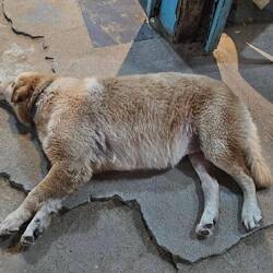 Er sieht auch ziemlich überfressen aus. Restlfresser???