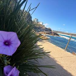Weg an der Küste Richtung Bondi Beach🌊🇦🇺🐨🏄‍♀️