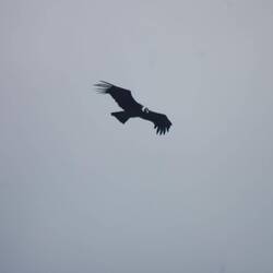 der Andenkondor - Spannweite bis zu 3,3 Metern