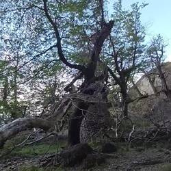 vor der Milodón-Höhle