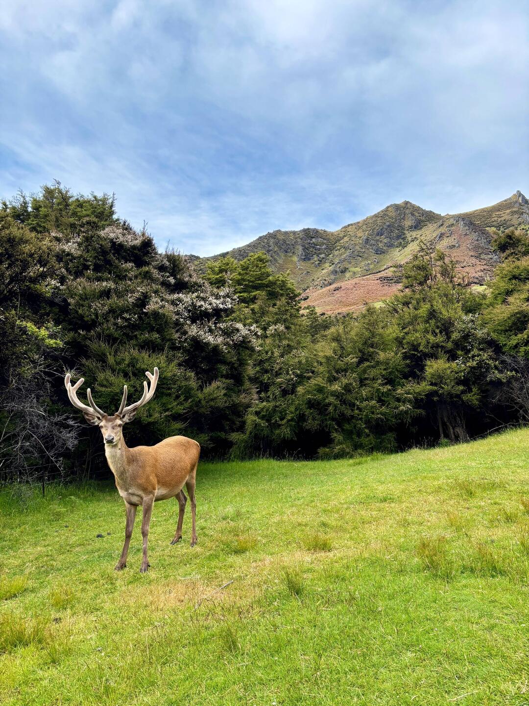 Ik was vroeg genoeg om deze grote jongen te zien