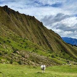 Schapen waren ook van de partij!