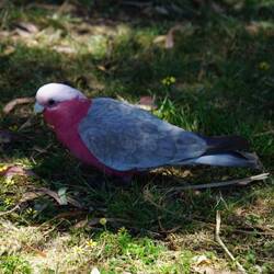 A 'flaming' Galah