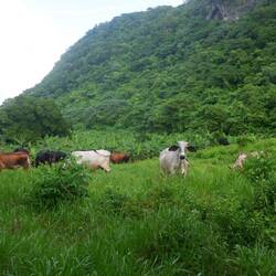 Naturschutz auf dominikanisch