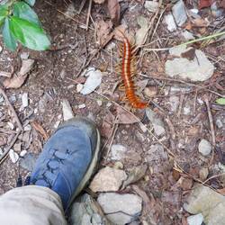 Je entlegener der Weg, desto urzeitiger die Tiere