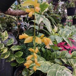 Die Nong-Nooch-Rebe (Petraeovitex bambusetorum), eine sonnenlichtliebende Kletterpflanze