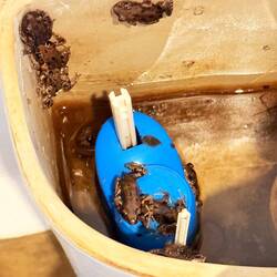 Hier war es soooo trocken, dass die Frösche in den WC Kasten umgezogen sind.