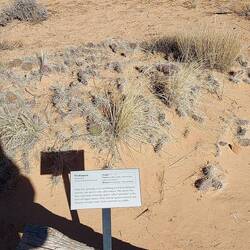 Auch hier wieder der Pflanzenlehrpfad.