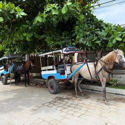 Some of the many pony carts