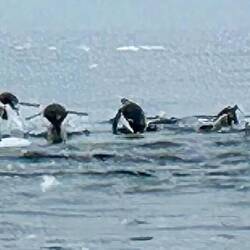 Fliegende Pinguine