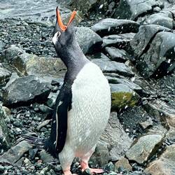 Langschwanzpinguin