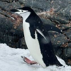 Zügelpinguin