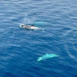 12 Orcas schwimmen um das Schiff