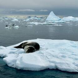 Seeleopard, dahinter 2 fliegende Pinguine
