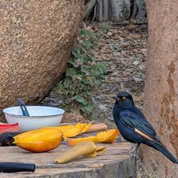 Besuch beim Frühstück