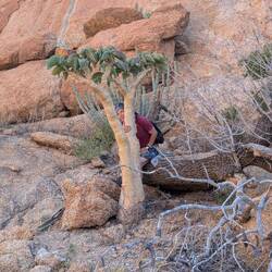 Wo ist die Iwi? 🤔