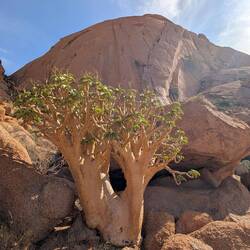 Sukkulenten überleben hier