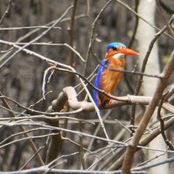 Malachit kingfisher