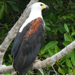 Afrikanischer Fischadler