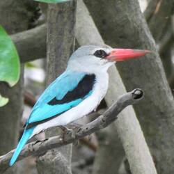 Mangrove Kingfisher = Mangrovenliest