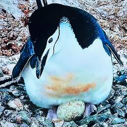 Zügelpinguin