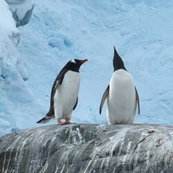 Eselpinguine