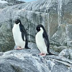 Adelie Pinguine