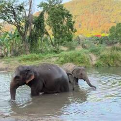 Die Elefanten beim Baden