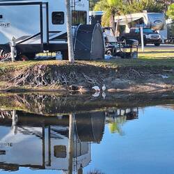 Weißibisse und Wasserschildkröten kommen uns täglich besuchen