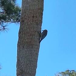 Familie Specht möchte wohl als unsere Nachbarn einziehen
