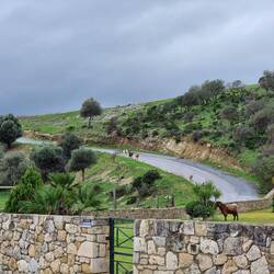 Eine macht noch schnell Snackpause bei der Palme im Garten.