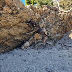 Anina hat die Leckerlis für unser Klettermäuschen gut verteilt.