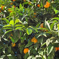 Und die Orangen sind auch reif.