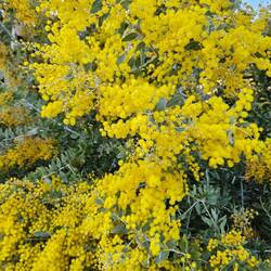 An der Promenade du Paillon blühen Mimosen ...