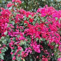 ... und Bougainvillea