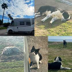 ..der schwarz-weiße schüchterne Junghund ist Lesley's Freund geworden☺️
