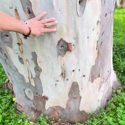 ..hier gibt's Bäume die könnte man zu zweit nicht umarmen 🤭🙂